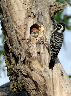 Nuttall's woodpecker chick looking out of nest after being fed by its mother