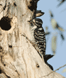 Nuttall's woodpecker female on tree near her nest
