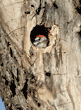 baby Nuttall#s woodpecker looking out of nest through hole in tree