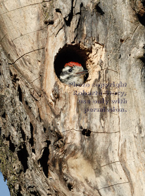 baby Nuttall's woodpecker looking out of nest through hole in tree