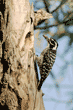 Nuttall's woodpecker mother at nest with food