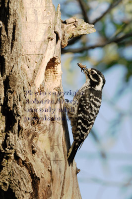 Nuttall's woodpecker mother at nest with food