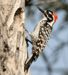 Nuttall's woodpecker father on tree at nest