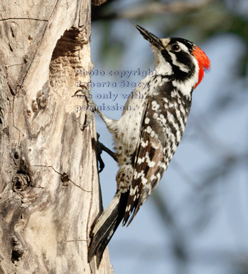 Nuttall's woodpecker father on tree at nest