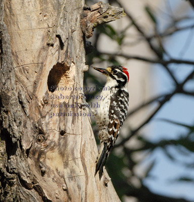 Nuttall's woodpecker male with food for his chicks