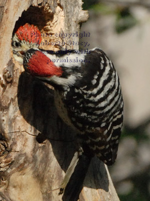 Nuttall's woodpecker baby being fed by its father