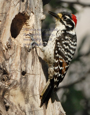 Nuttall's woodpecker adult male at his nest