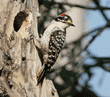 Nuttall's woodpecker father on tree at nest