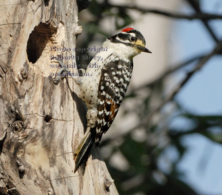 Nuttall's woodpecker father on tree at nest