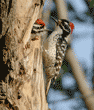 Nuttall's woodpecker baby and its father
