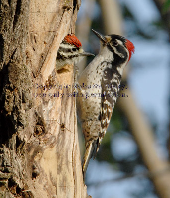 Nuttall's woodpecker baby and its father