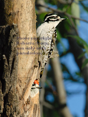 Nuttall's woodpecker baby and its mother