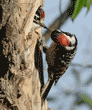 Nuttall's woodpecker chick taking food from its father's beak