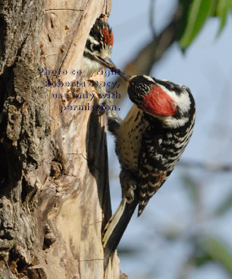 Nuttall's woodpecker chick taking food from its father's beak