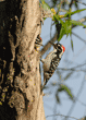 adult male Nuttall's woodpecker and one of his chicks