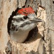 Nuttall's woodpecker chick chirping to be fed