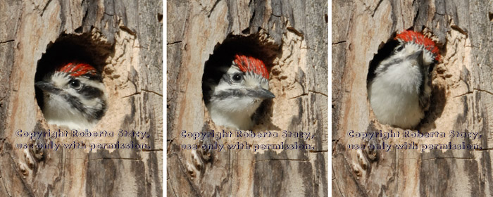 Nuttall's woodpecker chick waiting and watching for its parents