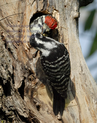 Nuttall's woodpecker chick taking food from its mother's beak