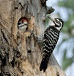 Nuttall's woodpecker chick with its mother