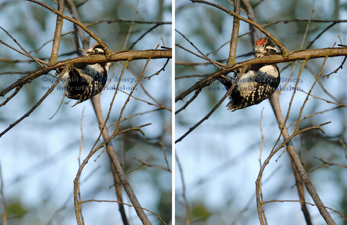 first landing of first woodpecker chick to fledge, seconds after it flew from its nest at 6:43 AM