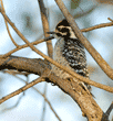 Nuttall#s woodpecker chick a few seconds after leaving its nest