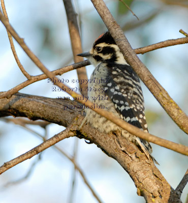 Nuttall's woodpecker chick a few seconds after leaving its nest