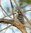 Nuttall's woodpecker fledgling seconds after after flying from its nest