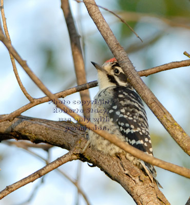 Nuttall's woodpecker fledgling seconds after after flying from its nest