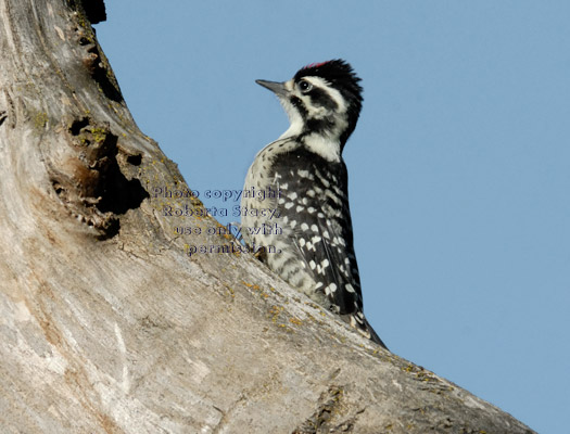 second Nuttall's fledgling, seconds after leaving the nest