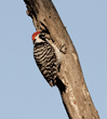 male Nuttall's woodpecker gathering food for his chicks