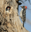 male Nuttall's woodpecker and one of his chicks