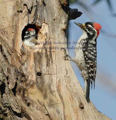 male Nuttall's woodpecker and one of his chicks