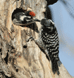 woodpecker chick reaching out for food from its mother 17 minutes before fledging