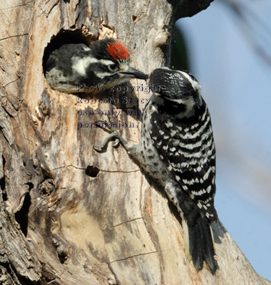 woodpecker chick reaching out for food from its mother 17 minutes before fledging