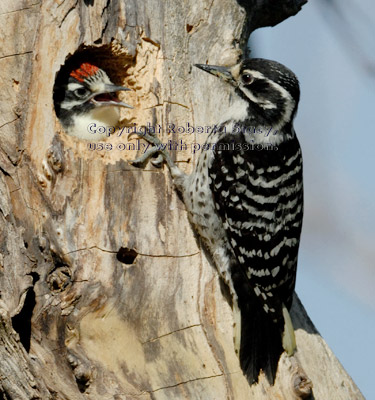 Nuttall's woodpecker chick asking its mother for food