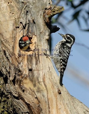 Nuttall's woodpecker chick and its mother