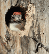 Nuttall's woodpecker baby eating