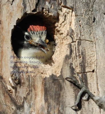 Nuttall's woodpecker baby eating