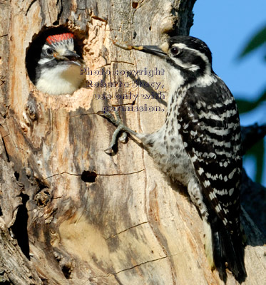 Nuttall#s woodpecker feeding her chick