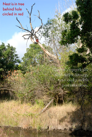 The tree in which the Nuttall's woodpeckers had their nest