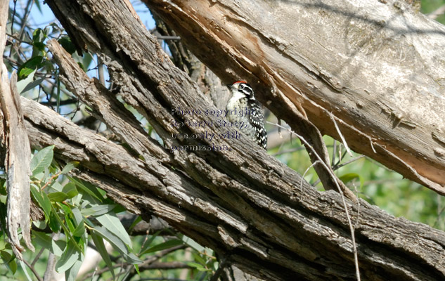 Nuttall's fledgling five days after leaving its nest