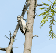 Nuttall's woodpecker on silk oak tree