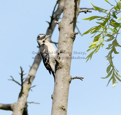 Nuttall's woodpecker on silk oak tree