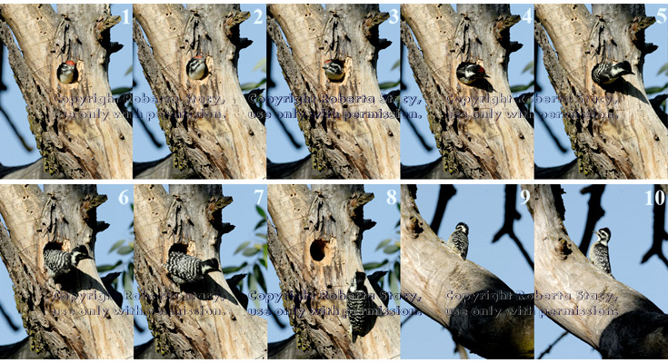 sequence of baby woodpecker  leaving the nest at 8:18 AM, the second chick to fledge