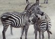 group of common zebras Tanzania