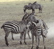 group of common zebras Tanzania