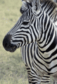 common zebra Tanzania East Africa