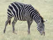 common zebra Tanzania East Africa