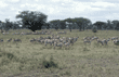 common-zebra herd Tanzania