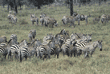 herd of common zebras Tanzania